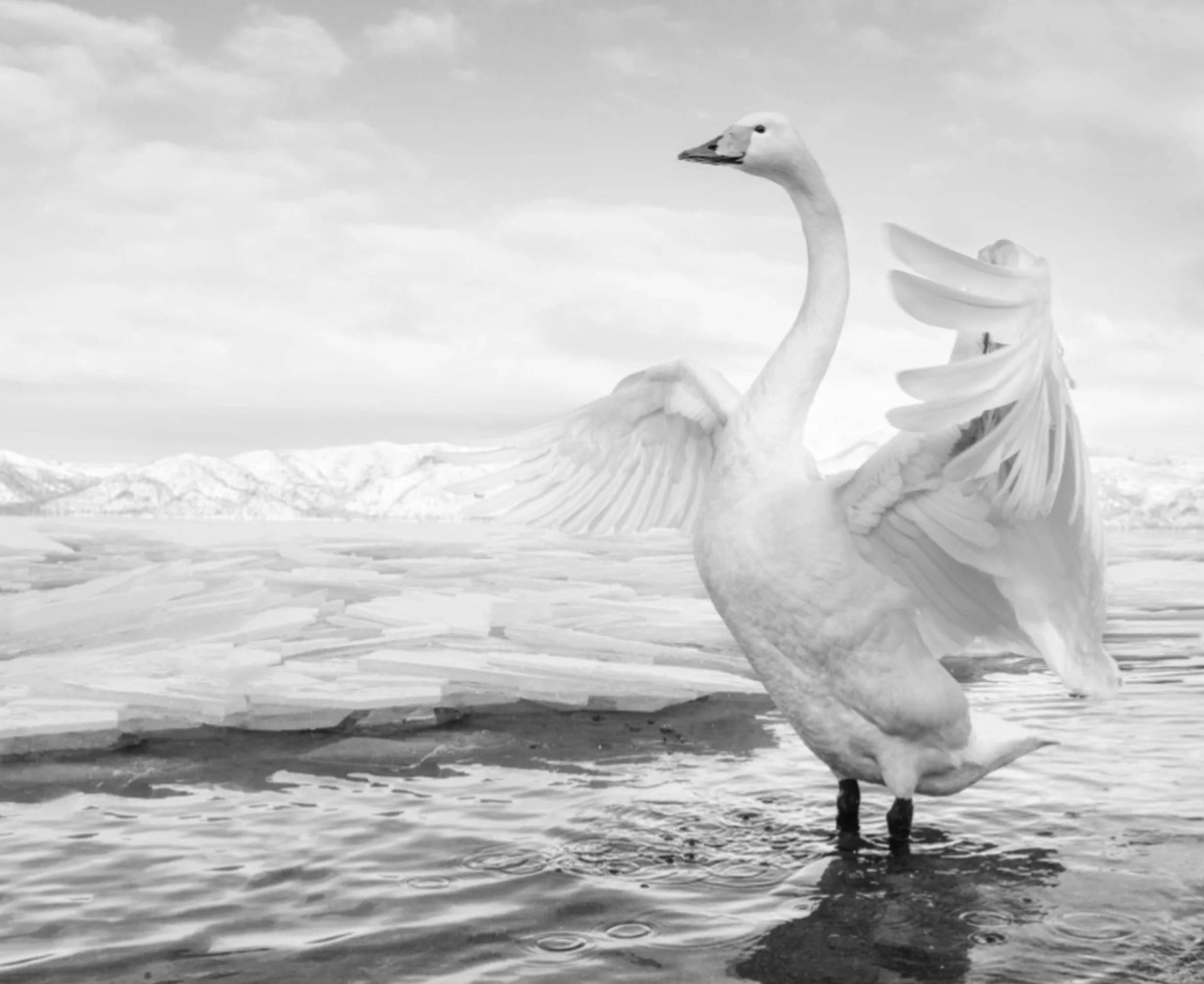 SWAN LAKE