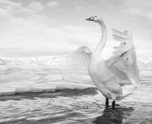 SWAN LAKE